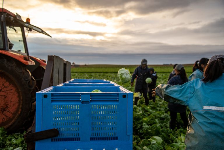 A group of people harvesting lettuce on a farmland
