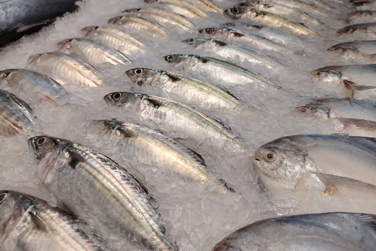 Fresh fish stored in ice